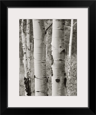 Aspens II