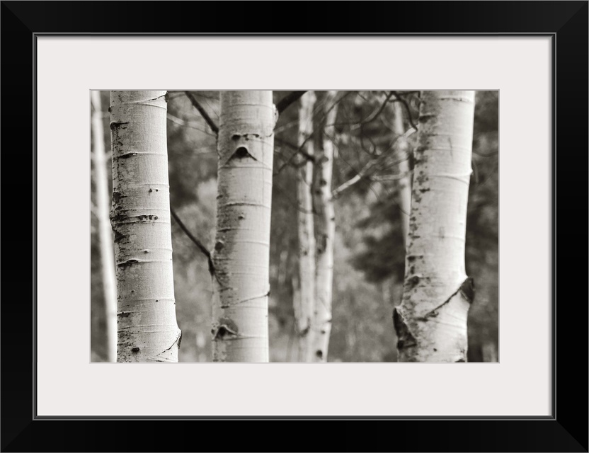 A black and white photograph of a thicket of aspen trees.