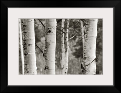 Aspens  IV