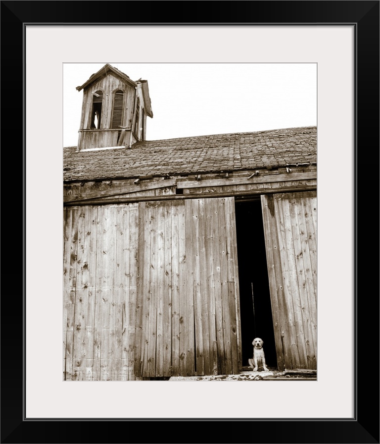 A black and white photograph of a dog sitting in the open doors of a weathered barn.