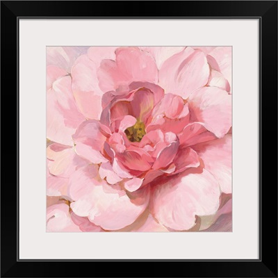 Blushing Peony