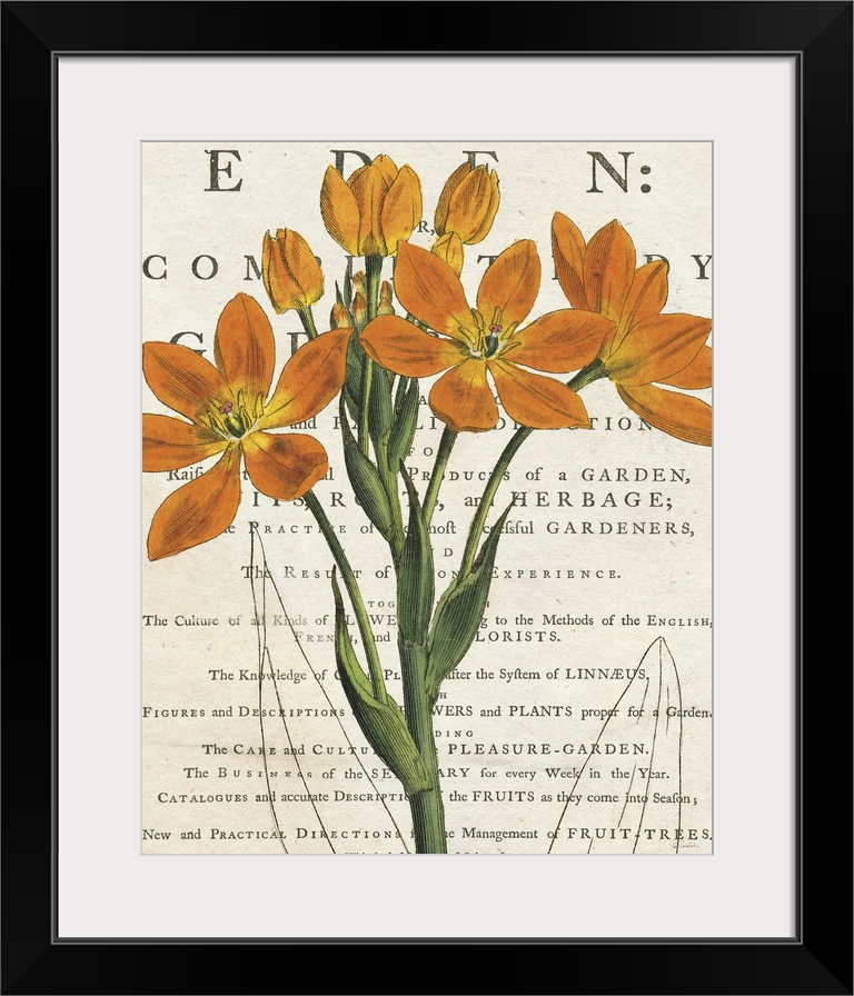Vintage stylized illustration of an orange euphorbia against a cream background with text.