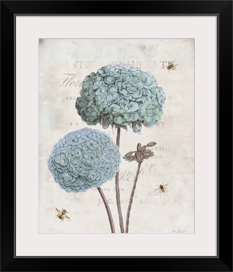 Vintage illustration of blue geraniums and bumble bees with faded text on the background.