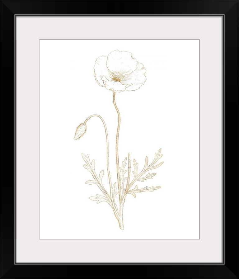 Gold illustration of a poppy flower and flower bud on a solid white background.