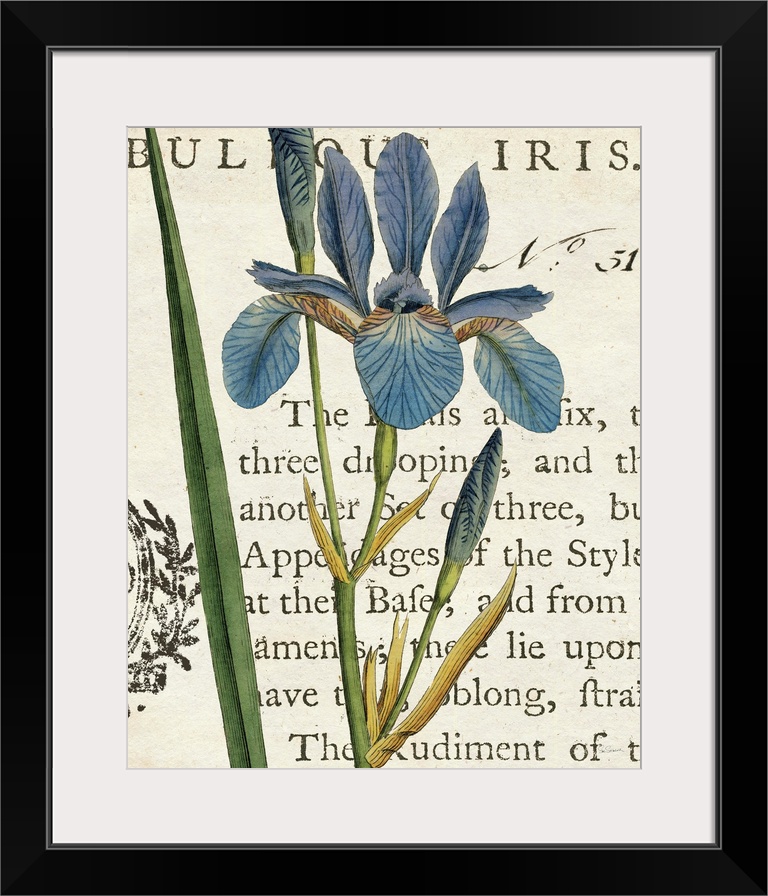 Vintage stylized illustration of a blue iris against a cream background with text.