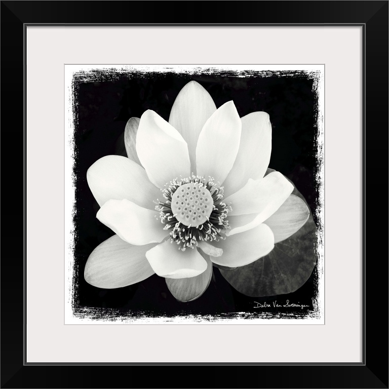 A black and white photograph of a white flower, with and artistic border around it.