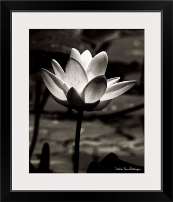 Lotus Flower VII