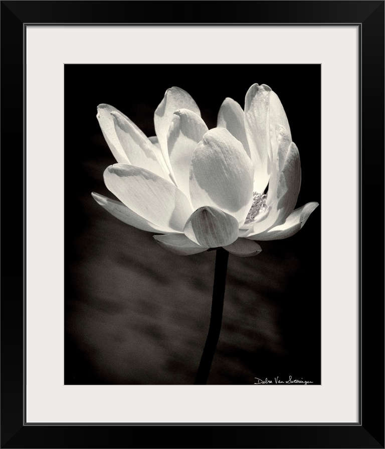 A black and white photograph of a white flower almost looking as if its glowing.