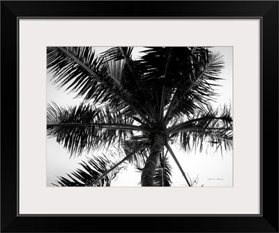 Palm Tree Looking Up III