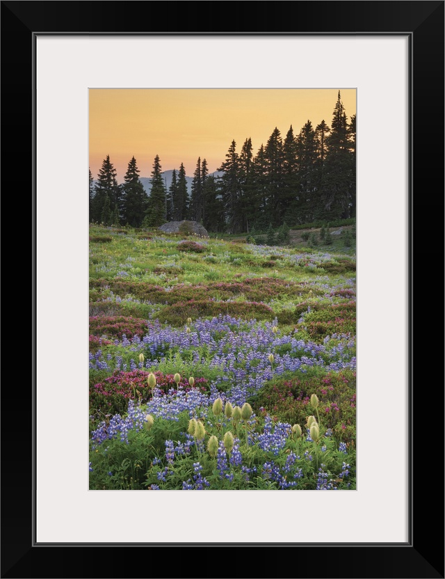 Mount Rainier Paradise wildflower meadows containing  a mixture of Western Anemone, Broadleaf Lupines, Pink Mountain Heath...