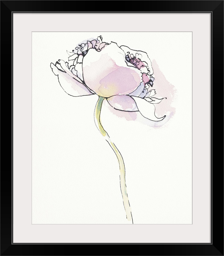 Watercolor painting of a pink poppy against a white background.