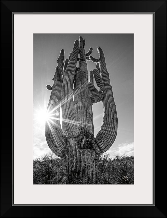 Sunset Saguaro