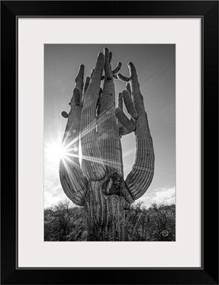 Sunset Saguaro