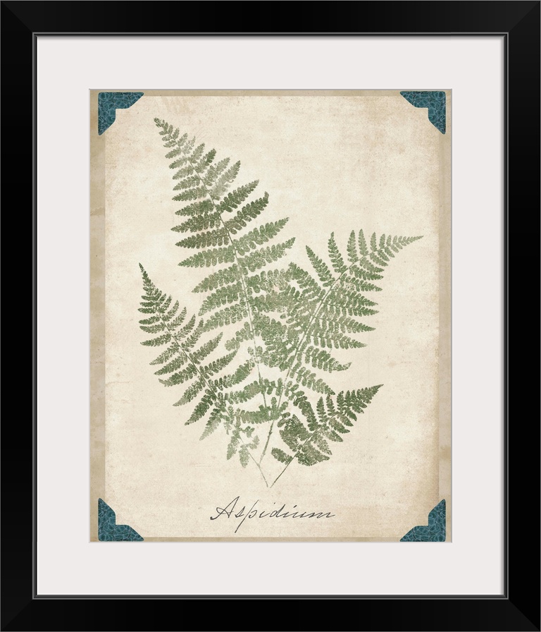 Contemporary botanical illustration of fern fronds.