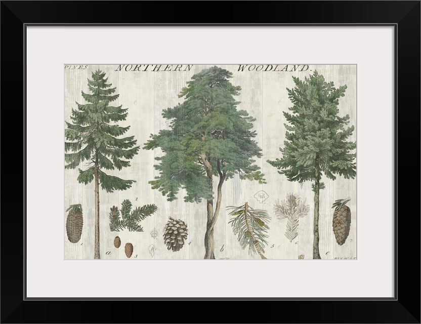 Woodland Chart I