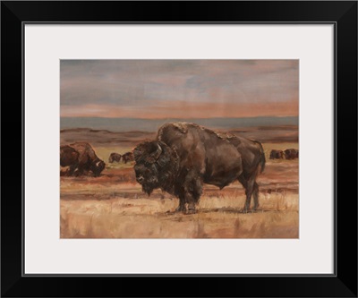 American Buffalo On The Plains II