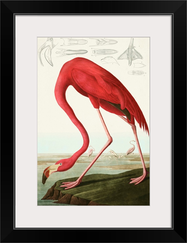 American Flamingo