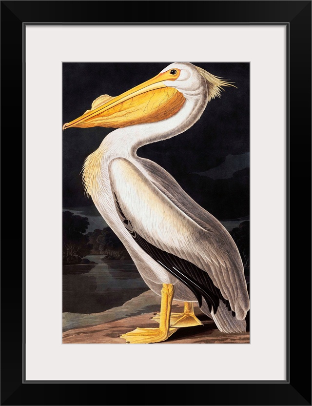 American White Pelican