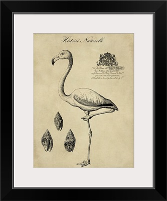 Antiquarian Flamingo