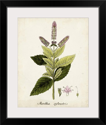 Antique Herb Botanical VI