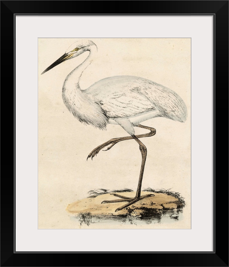 Antique Heron III