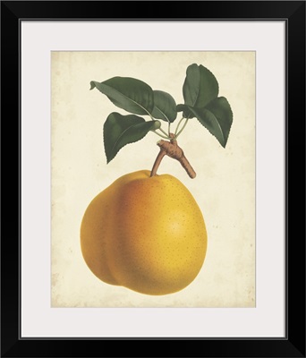 Antique Pear Botanical II