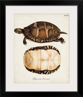 Antique Turtles and Shells IV