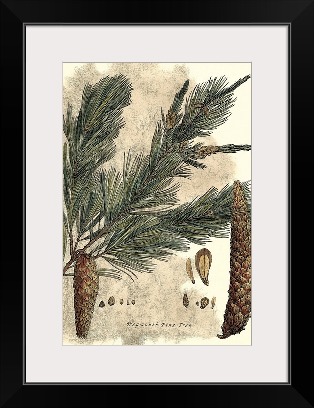 Vintage stylized illustration of a tree branch with pine cones hanging from it.