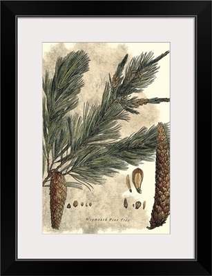 Antique Weymouth Pine Tree