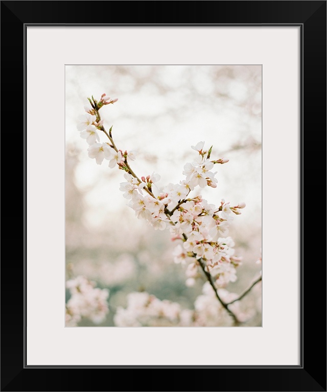 Photograph of pale pink cherry blossom flowers, New York City.