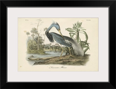 Audubon's Louisiana Heron