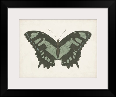 Beautiful Butterfly II