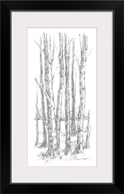 Birch Tree Sketch I