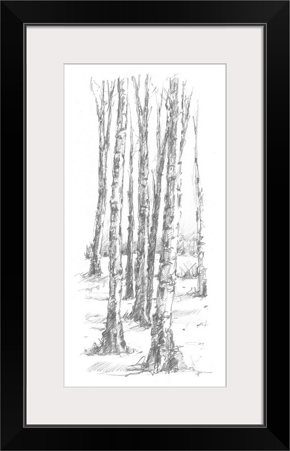 Birch Tree Sketch II