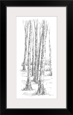 Birch Tree Sketch II