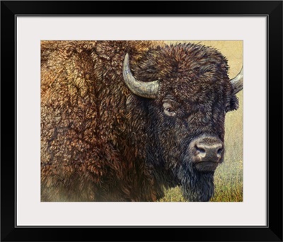 Bison Portrait I