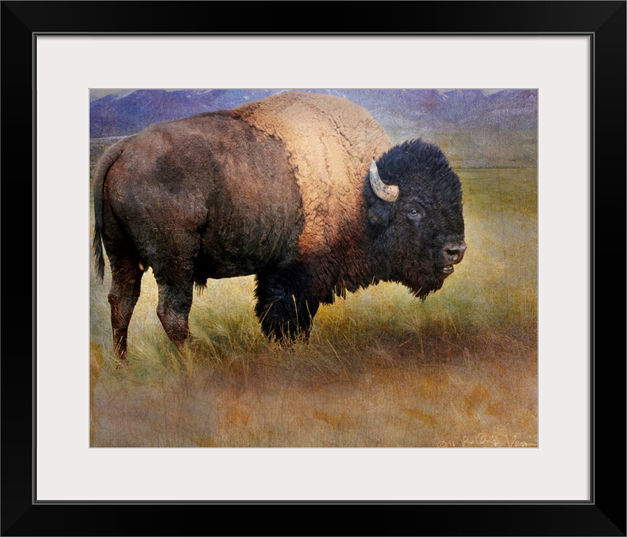 Bison Portrait II