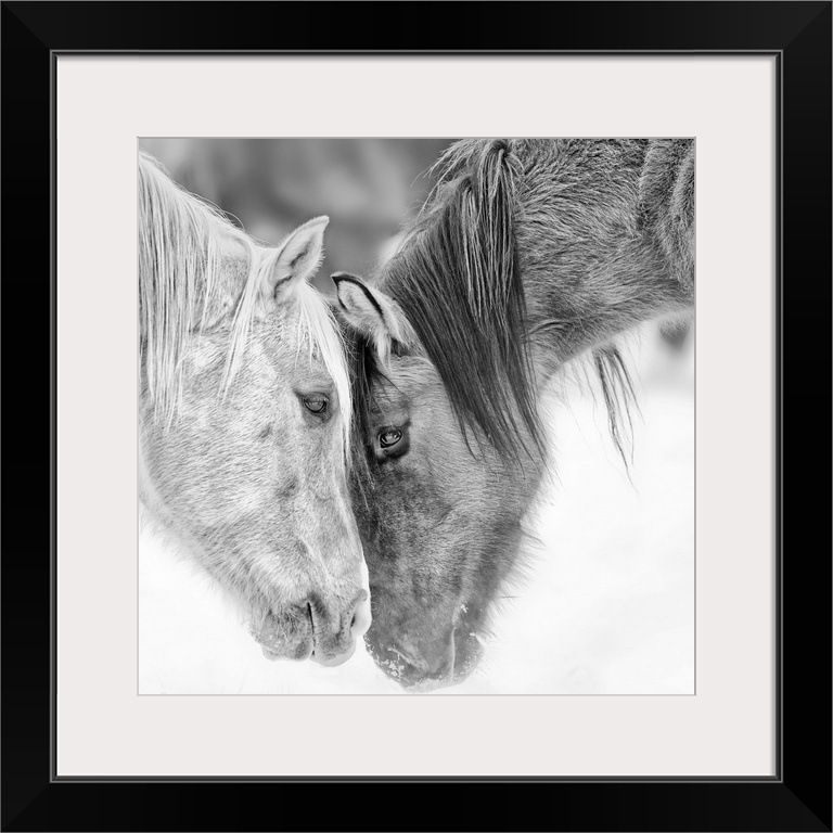 Black and white photo of two horses nuzzling.