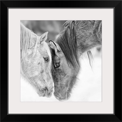 Black and White Horses VII