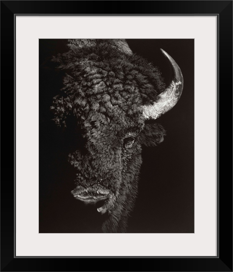 Black and white lifelike illustration of a buffalo.