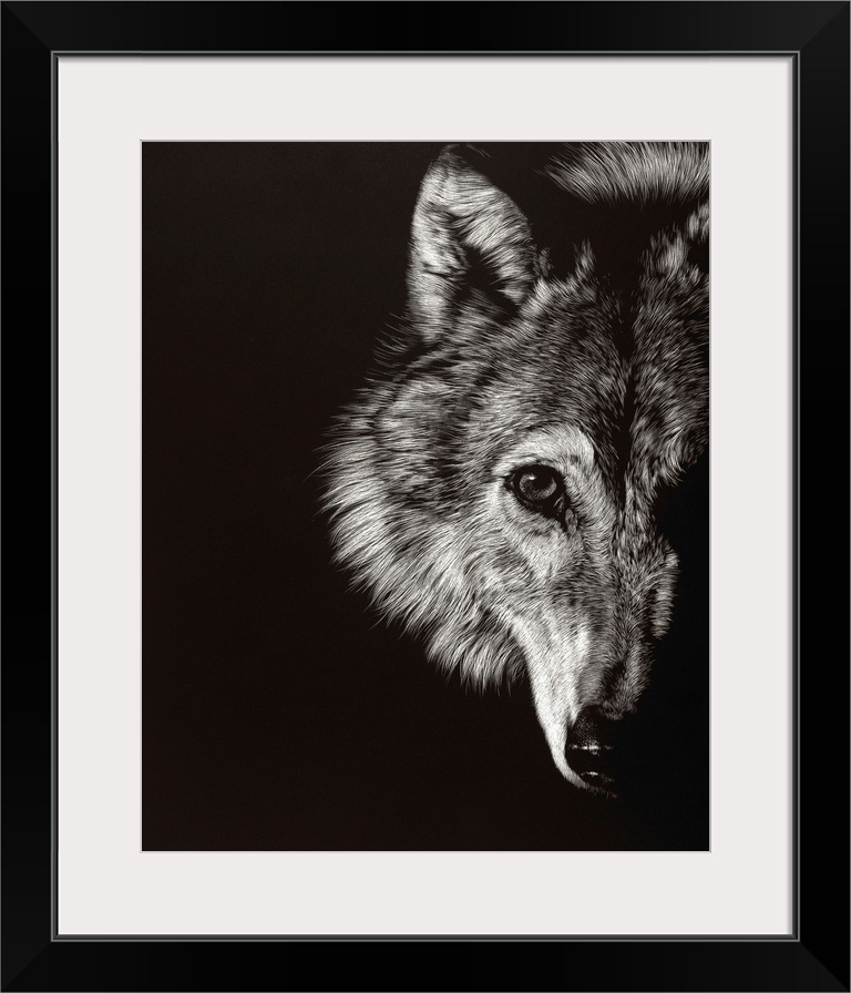Black and white lifelike illustration of a wolf.