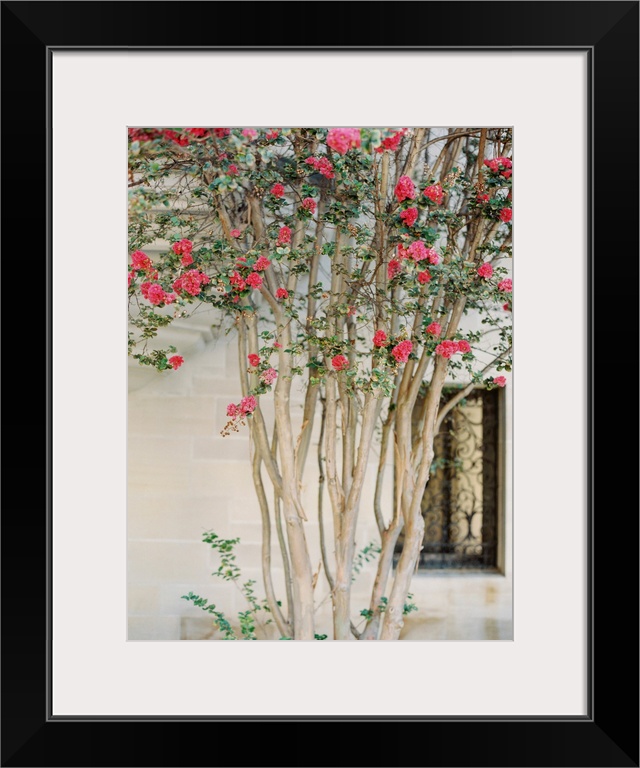 Photograph of a slender branched tree with dark pink blossoms in from of a stone building.