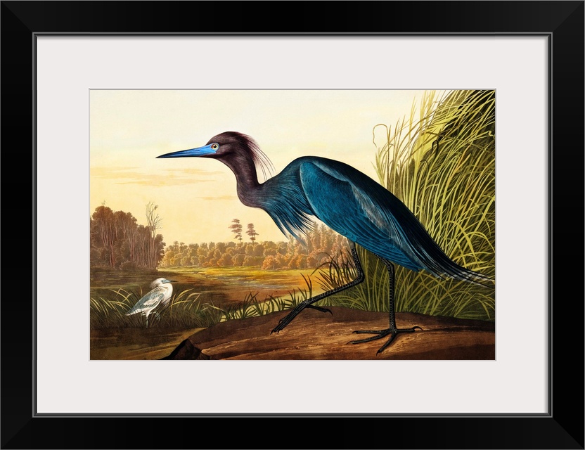 Blue Crane Or Heron