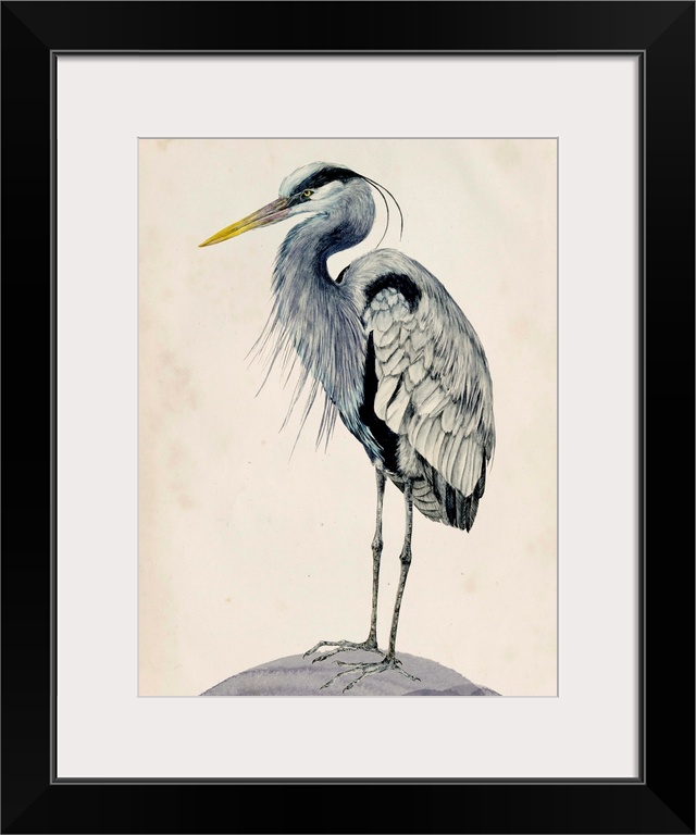 Detailed painted illustration of a blue heron sitting on a rock.