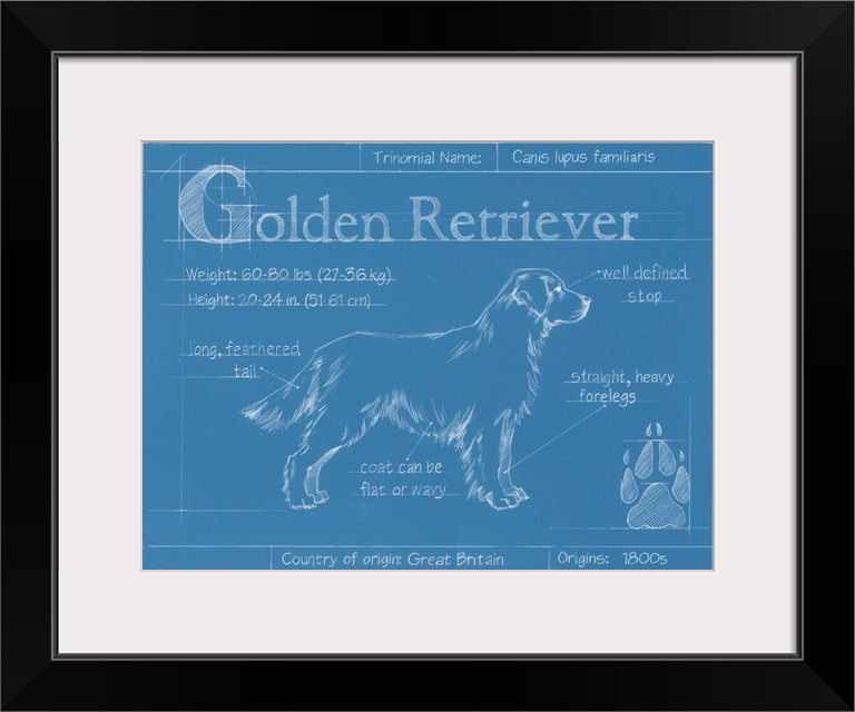 "Blueprint" illustration showing the parts of a Golden Retriever dog.