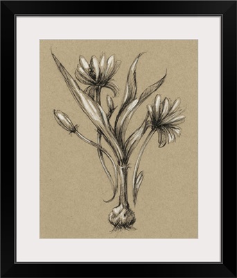 Botanical Sketch Black and White III