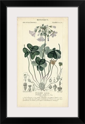 Botanique Study in Lavender I