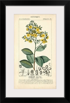 Botanique Study in Yellow II