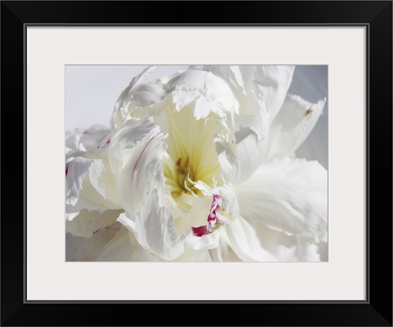 A close-up photo of a dainty white flower exudes the feeling being breathless.