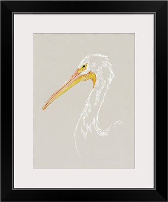 Bright Pelican Sketch I